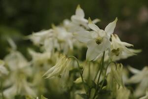 blanco aguileña flores floreciente en mayo. usted lata encontrar ellos en muchos colores foto