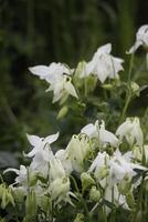 White Columbine flowers blooming in May. You can find them in many colors photo