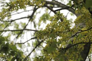 dorado lluvia árbol con amarillo flores foto