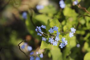 forget me not flowers a fragile blue flower photo