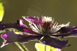 clemátide flor en el luz de sol foto