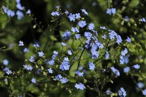 forget me not flowers a fragile blue flower photo