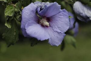 blue hibiscus shrub photo