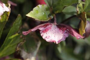 dark red Christmas rose photo