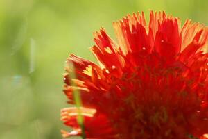 orange hawkweed flower photo