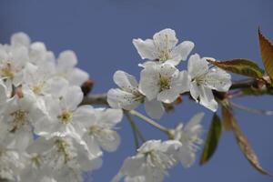 flor de cerezo blanca foto