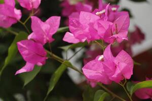 Pink flowers, Bougainvillea gives flowers all through the year photo