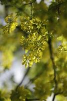 dorado lluvia árbol con amarillo flores foto