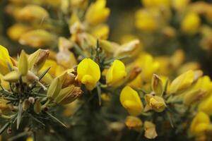 yellow broom flowers and branch photo