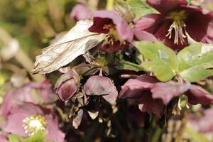 dark red Christmas rose photo