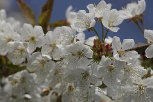 flor de cerezo blanca foto