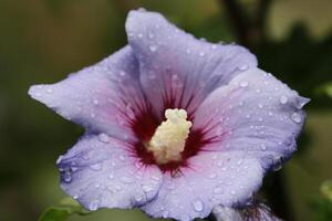 blue hibiscus shrub with rain drops photo