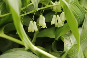 Solomons Seal white flowers photo