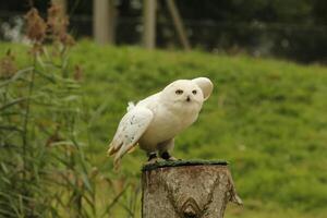snow owl, young snow owls have grey feathers, when mature they turn white they are a photo