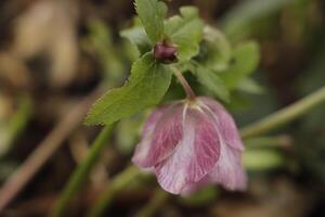 pink christmas rose photo