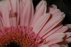 close up pink gerbera flower photo