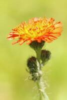 naranja hawkweed flor foto