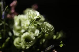 bouquet white flowers in the sunlight with dark background photo