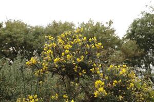 yellow broom flowers and branch photo