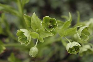 Green Christmas rose photo