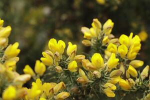 yellow broom flowers and branch photo