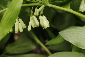 Solomons Seal white flowers photo