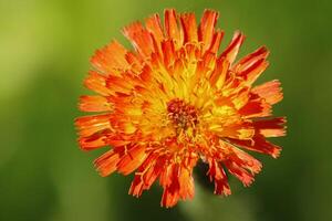 orange hawkweed flower photo