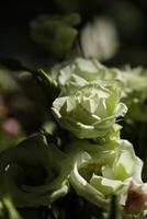 bouquet white flowers in the sunlight with dark background photo