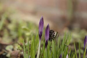 botanical purple crocuses photo