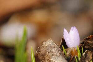 botanical purple crocuses photo