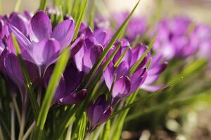 Blue purple crocus. The crocus one of the first flowers to bloom after the winter photo