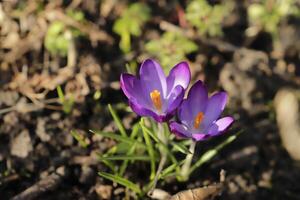 azul púrpura azafrán. el azafrán uno de el primero flores a floración después el invierno foto