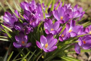 Blue purple crocus. The crocus one of the first flowers to bloom after the winter photo