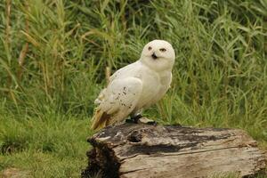 snow owl, young snow owls have grey feathers, when mature they turn white they are a photo