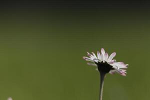 close up of daisy flowers photo