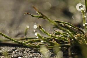 macro photo grass with morning dew on grass