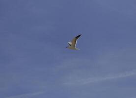 seagull flies in the blue sky photo