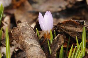 Blue purple crocus. The crocus one of the first flowers to bloom after the winter photo