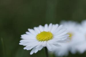 close up of daisy flowers photo