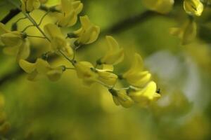 Golden Rain flowers photo