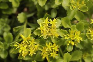 sedum is a succulent plant that comes in different species photo