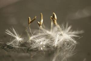 Dandelion seeds or fluffy photo