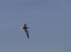 volador Gaviota en el azul cielo foto