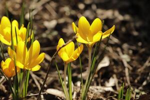 Yellow crocus. the crocus one of the first flowers to bloom after the winter photo