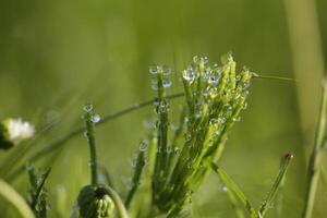 macro photo grass with morning dew on grass