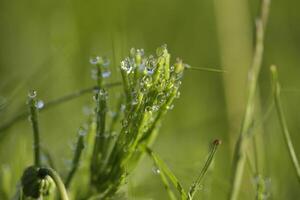 macro photo grass with morning dew on grass