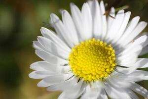 close up of daisy flowers photo