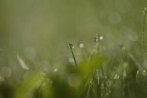 macro photo grass with morning dew on grass