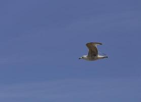 seagull flies in the blue sky photo