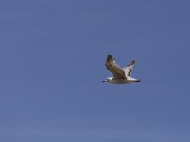 seagull flies in the blue sky photo